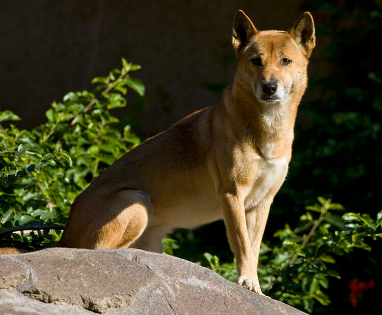 New-Guinea-singing-dog Top 10 Rarest Dog Breed on Earth That Are Unique