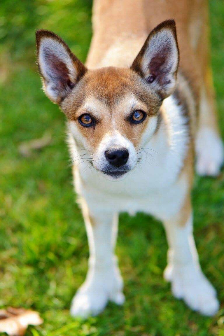 Top 10 Rarest Dog Breeds on Earth That Are Unique 8 Norwegian Lundehund. 1 Top 10 Rarest Dog Breeds on Earth That Are Unique - 8 Rarest Dog Breeds