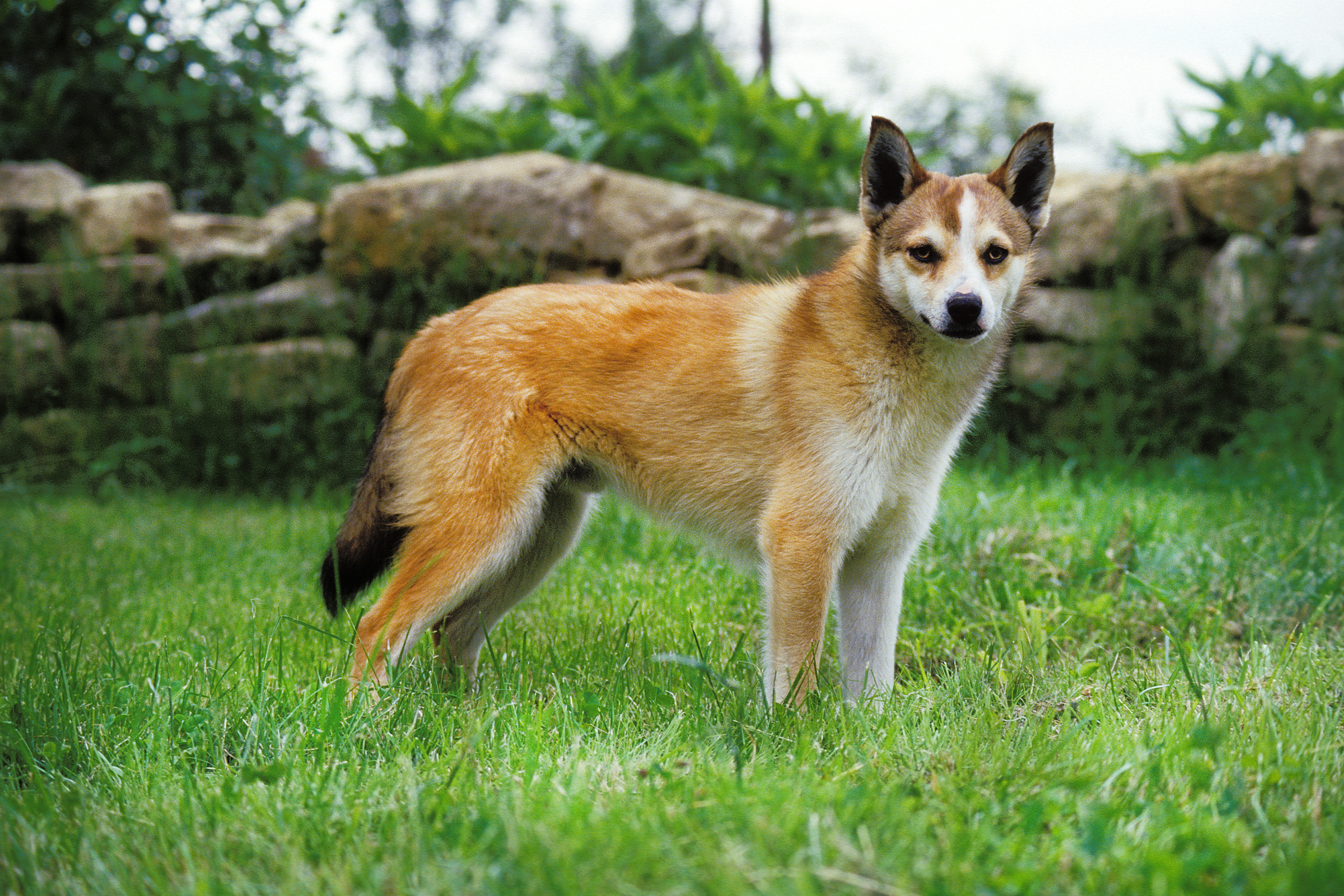 Top 10 Rarest Dog Breeds on Earth That Are Unique 7 Norwegian Lundehund Top 10 Rarest Dog Breeds on Earth That Are Unique - 7 Rarest Dog Breeds
