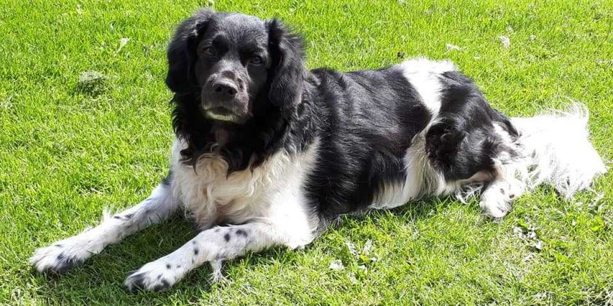 Top 10 Rarest Dog Breeds on Earth That Are Unique 14 Stabyhoun. Top 10 Rarest Dog Breeds on Earth That Are Unique - 14 Rarest Dog Breeds