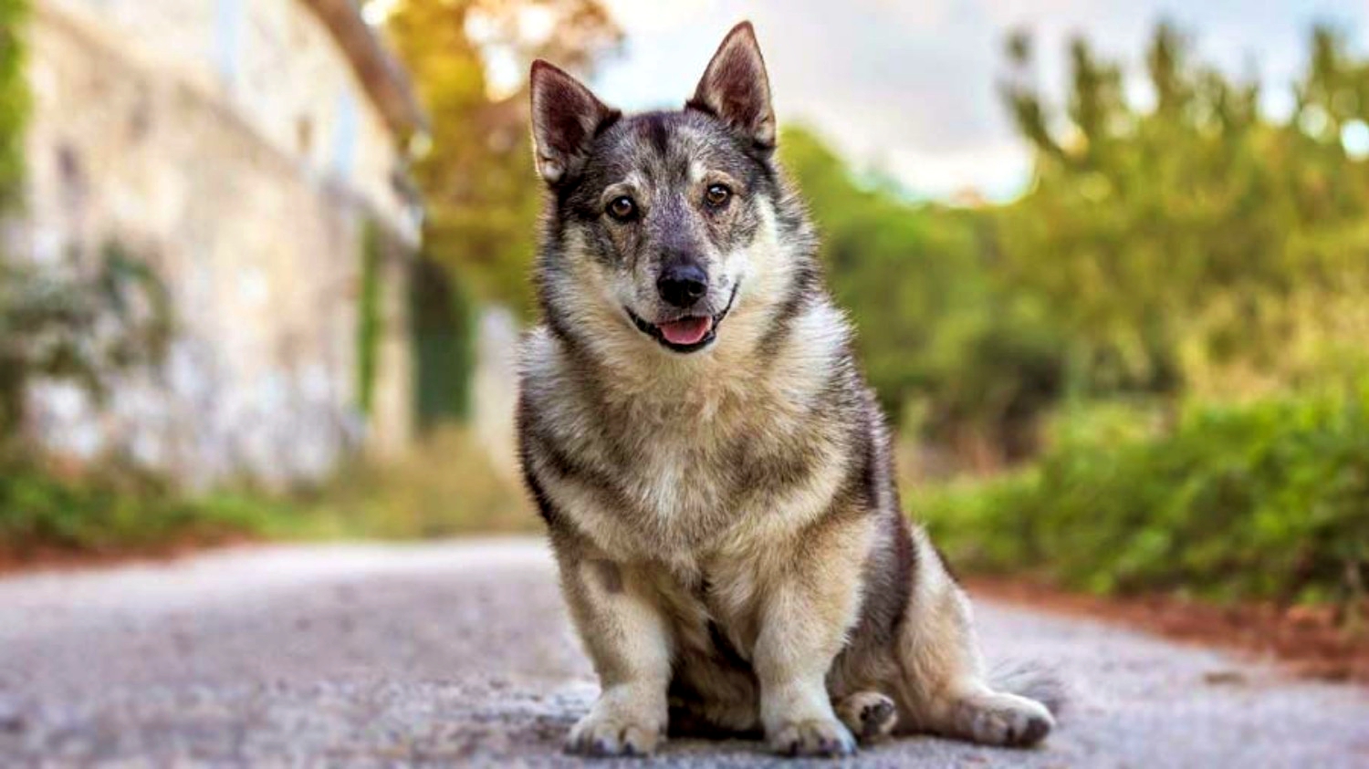 Top 10 Rarest Dog Breeds on Earth That Are Unique 6 Swedish Vallhund. Top 10 Rarest Dog Breeds on Earth That Are Unique - 6 Rarest Dog Breeds