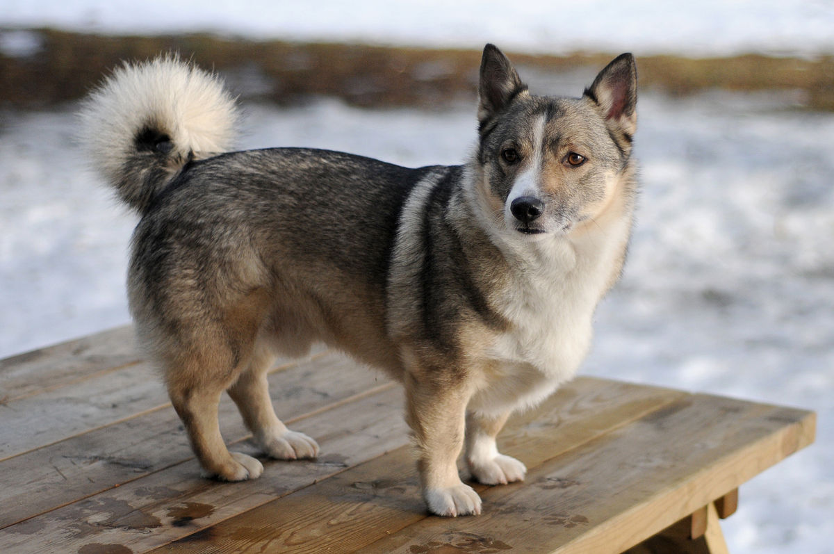 Swedish Vallhund Top 10 Rarest Dog Breeds on Earth That Are Unique - 5 Rarest Dog Breeds