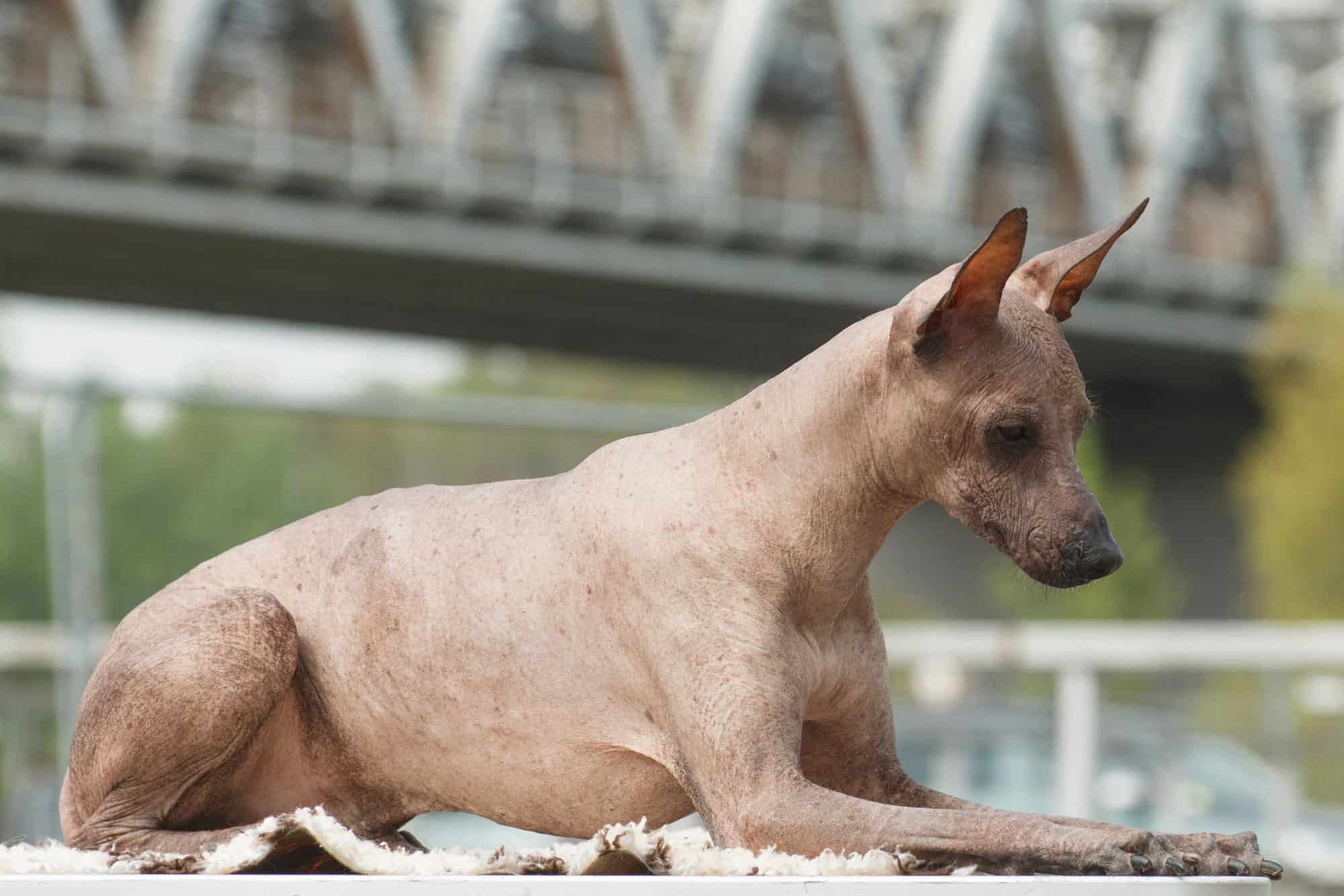 Top 10 Rarest Dog Breeds on Earth That Are Unique 20 The Peruvian Inca Orchid. Top 10 Rarest Dog Breeds on Earth That Are Unique - 20 Rarest Dog Breeds