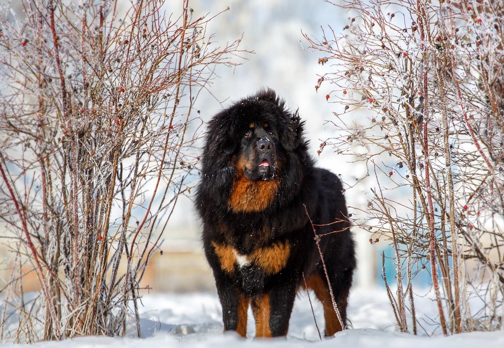 Top 10 Rarest Dog Breeds on Earth That Are Unique 4 Tibetan Mastiff. Top 10 Rarest Dog Breeds on Earth That Are Unique - 4 Rarest Dog Breeds