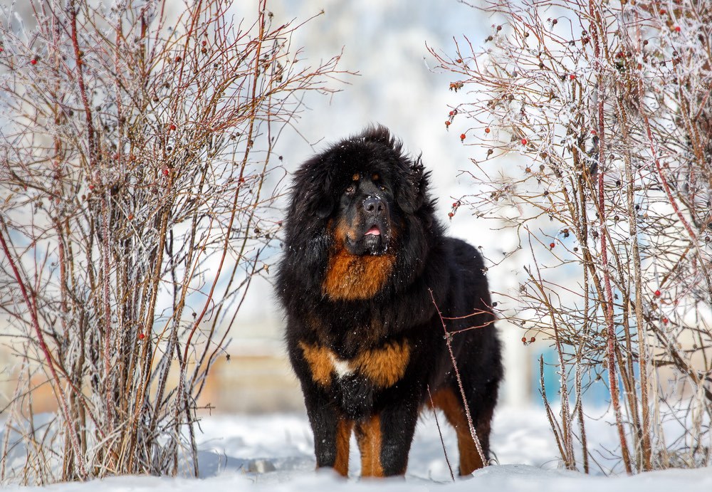 Tibetan-Mastiff. Top 10 Rarest Dog Breed on Earth That Are Unique