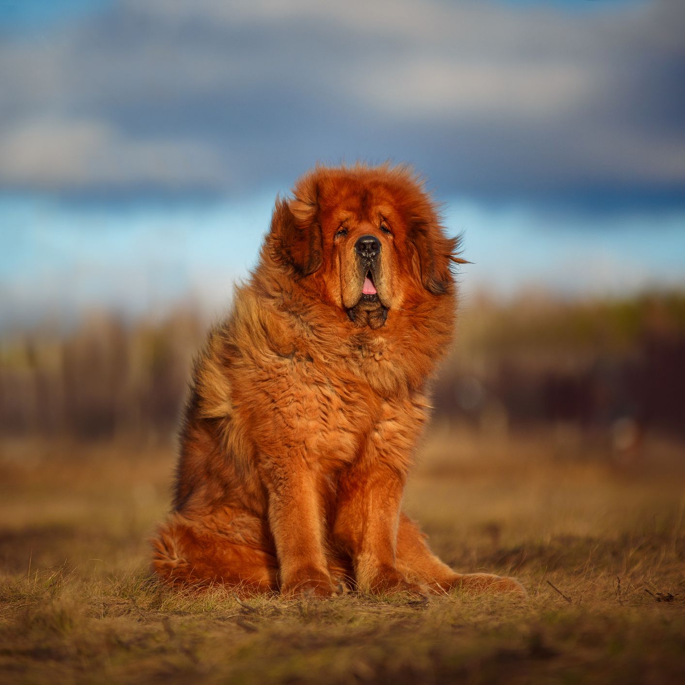 Tibetan Mastiff Top 10 Rarest Dog Breeds on Earth That Are Unique - 3 Rarest Dog Breeds