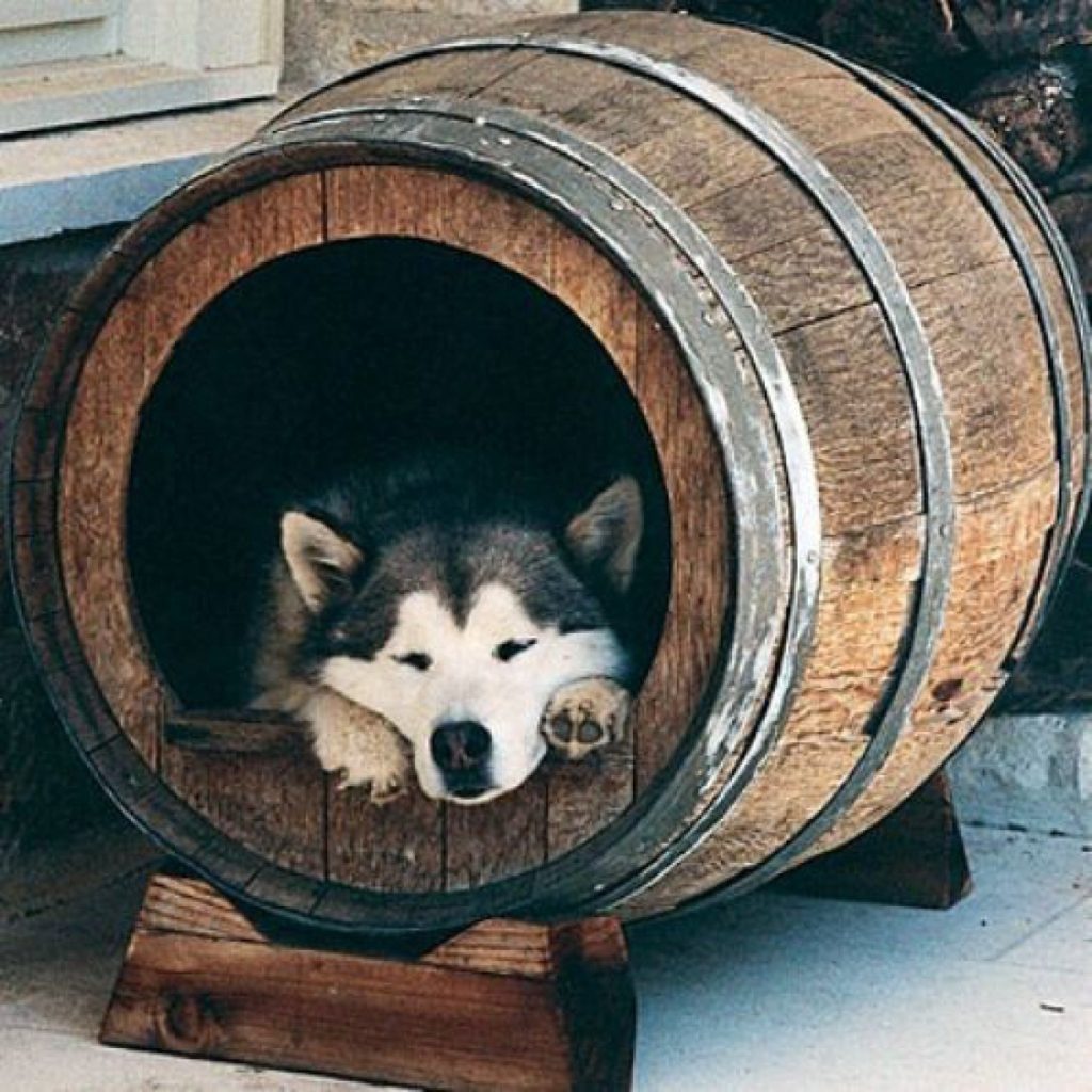 Wine barrel bed. 2 +80 Adorable Dog Bed Designs That Will Surprise You - 41