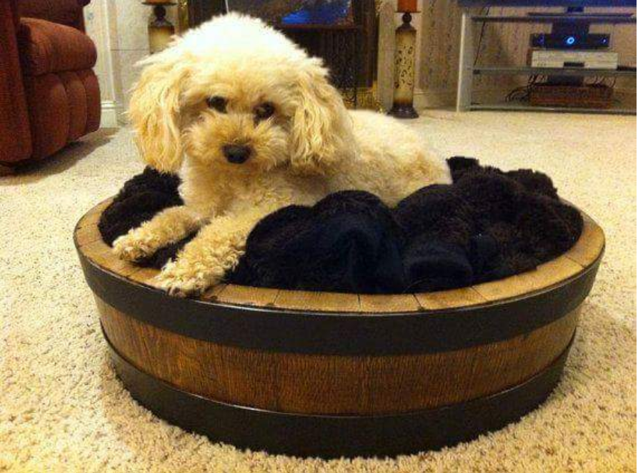 Wine barrel bed +80 Adorable Dog Bed Designs That Will Surprise You - 38