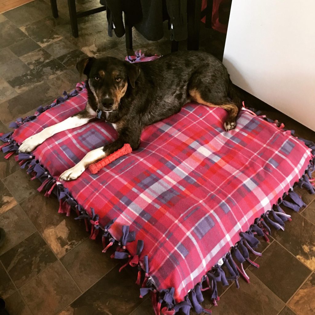 dog-beds-from-used-clothes..-1024x1024 +80 Adorable Dog Bed Designs That Will Surprise You