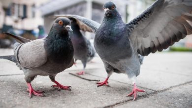 Pigeon Population Control Pigeon Population Control: Explore the Most Effective Methods - 8