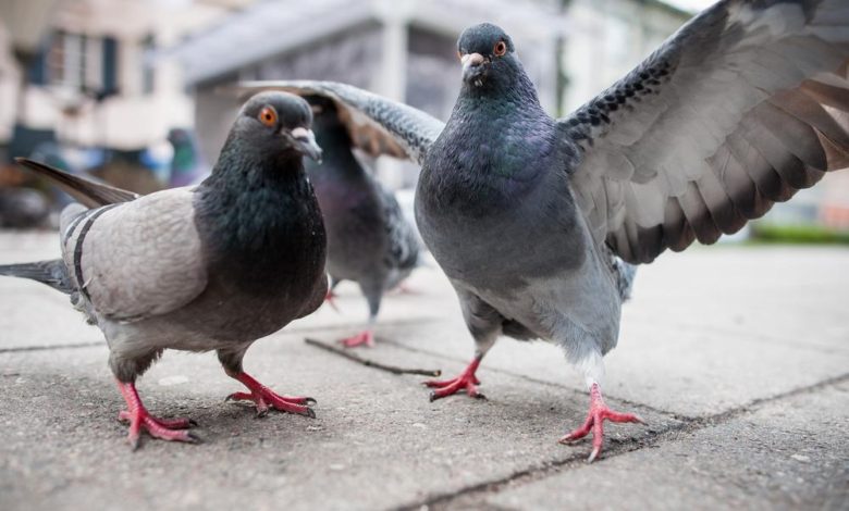 Pigeon Population Control Pigeon Population Control: Explore the Most Effective Methods - Birth control in pigeons 1
