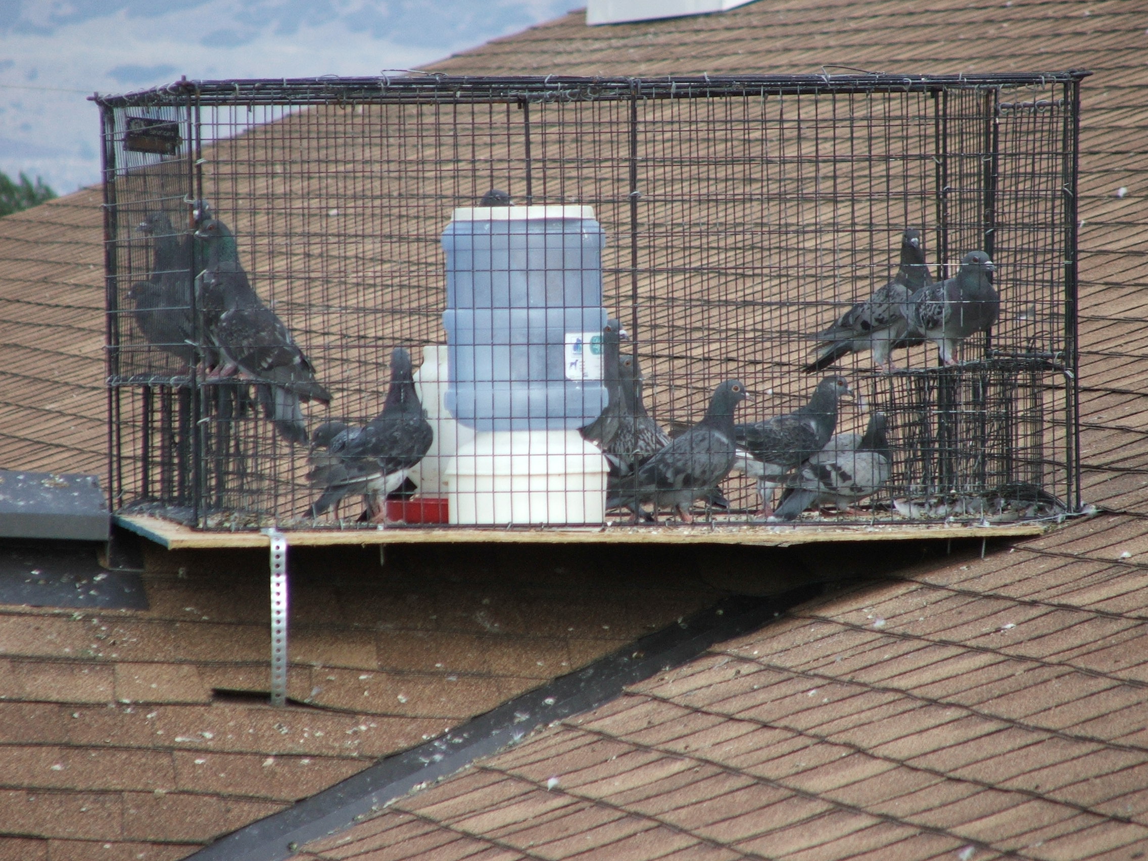 Pigeons Trap