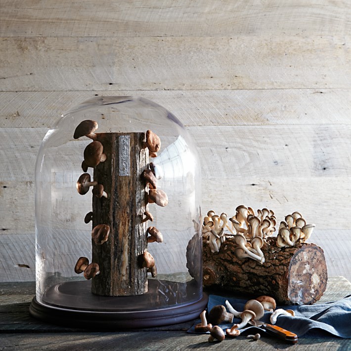 Unusual Gifts for Christmas 9 Mushroom Log kit 1 Unusual Gifts for Christmas - 5