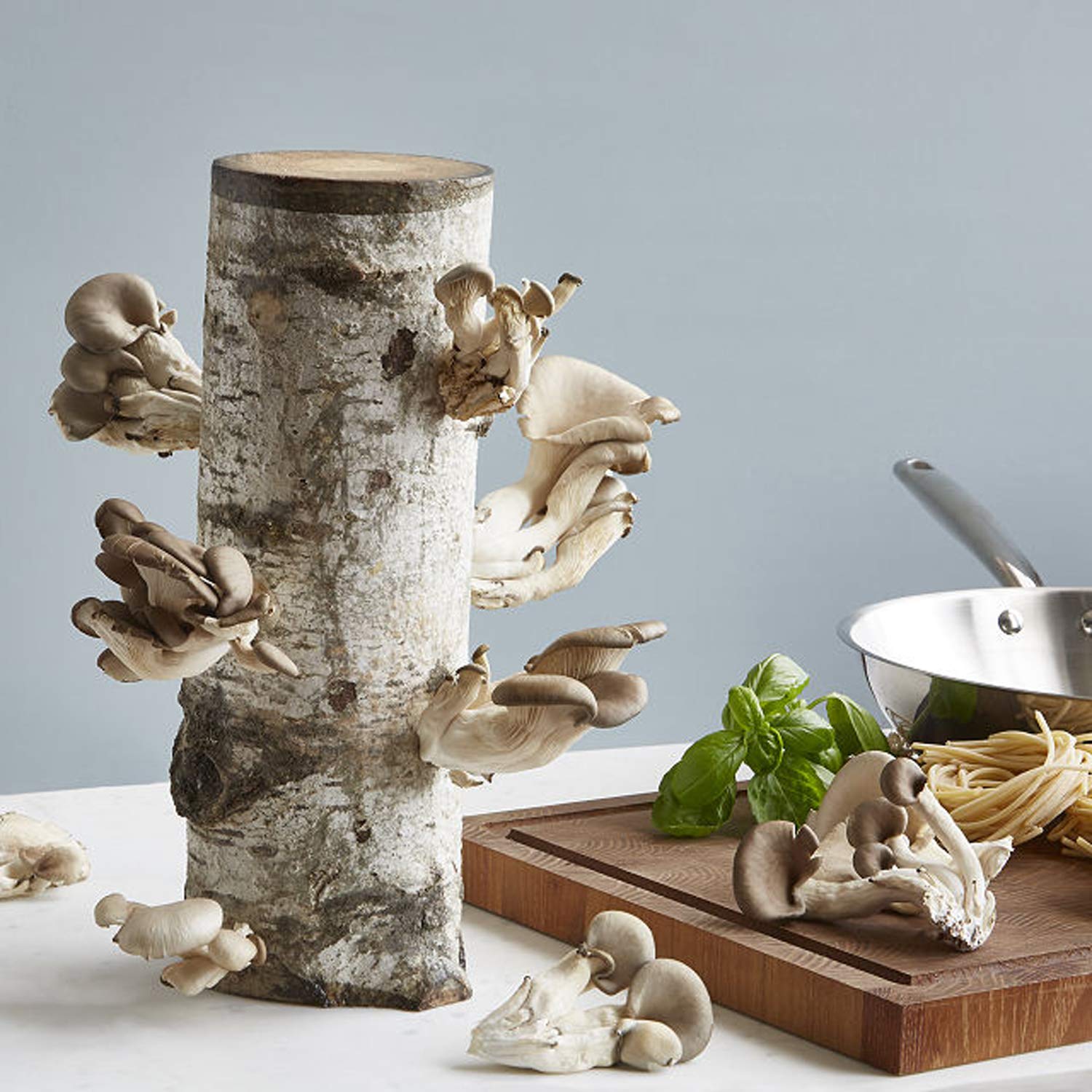 Mushroom Log kit
