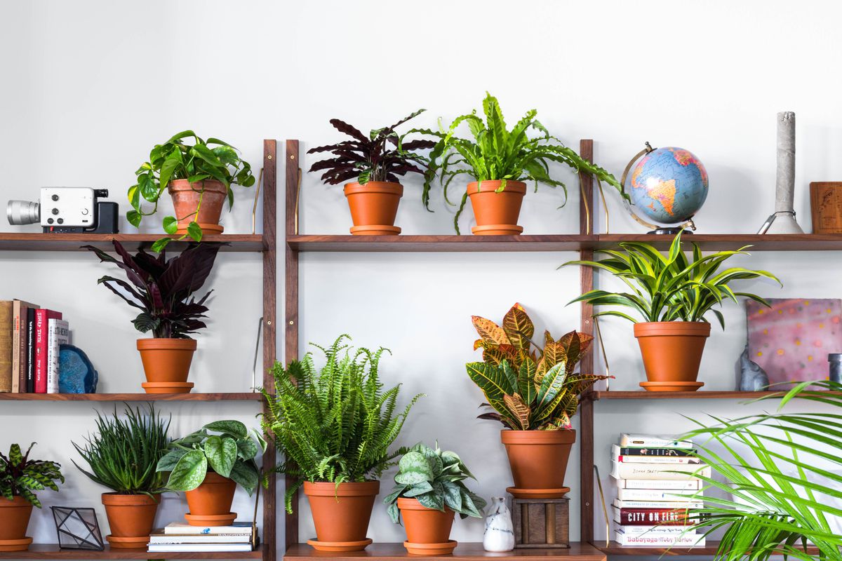 plants How to Bring Life Back into Your House?