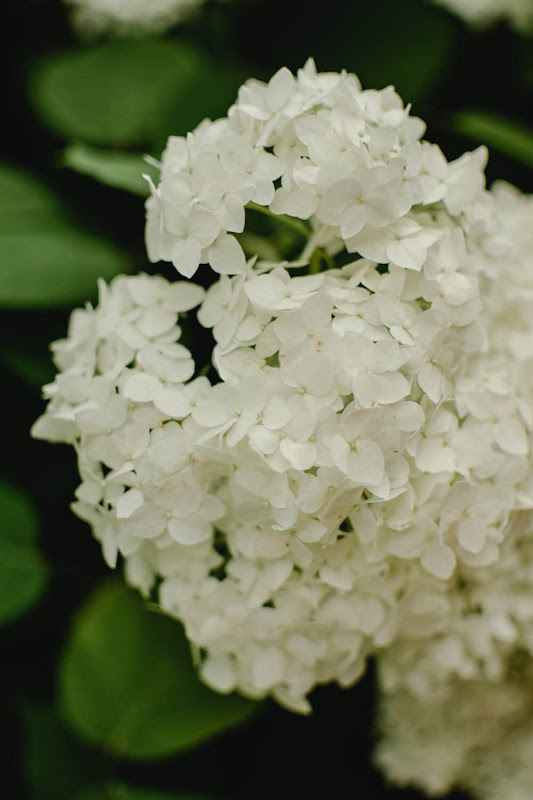 white-flowers 5 Things to Consider for Best flower Delivery in 2022
