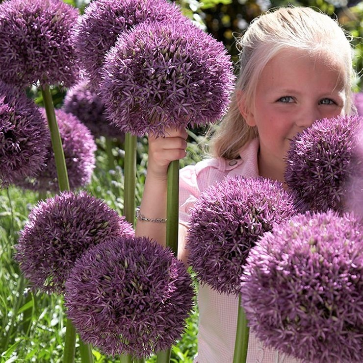 Top 10 Flowers That Look Like Fireworks 3 Alliums Top 10 Flowers That Look Like Fireworks - 1