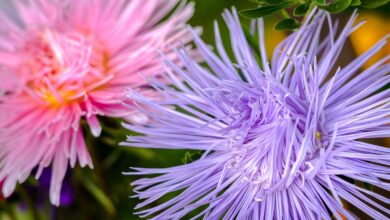 Asters