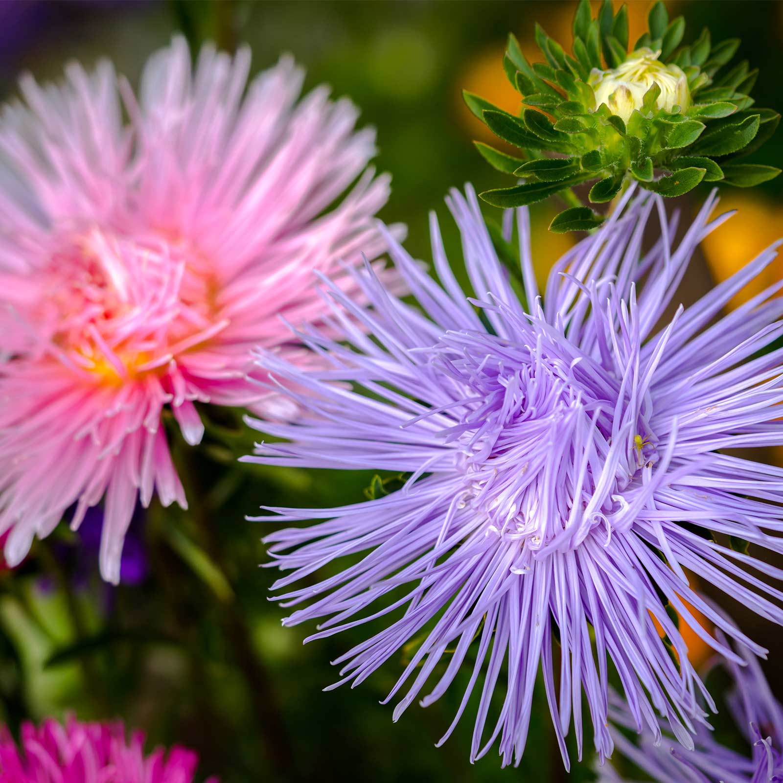 Asters Top 10 Flowers That Look Like Fireworks