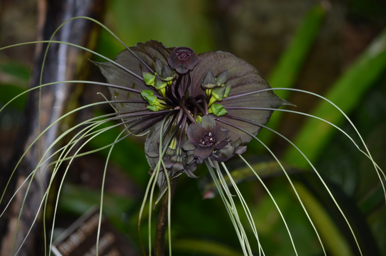Bat-Orchid. Top 10 Most Beautiful Black Flowers That Bring a Powerful Mix to Your Bouquet