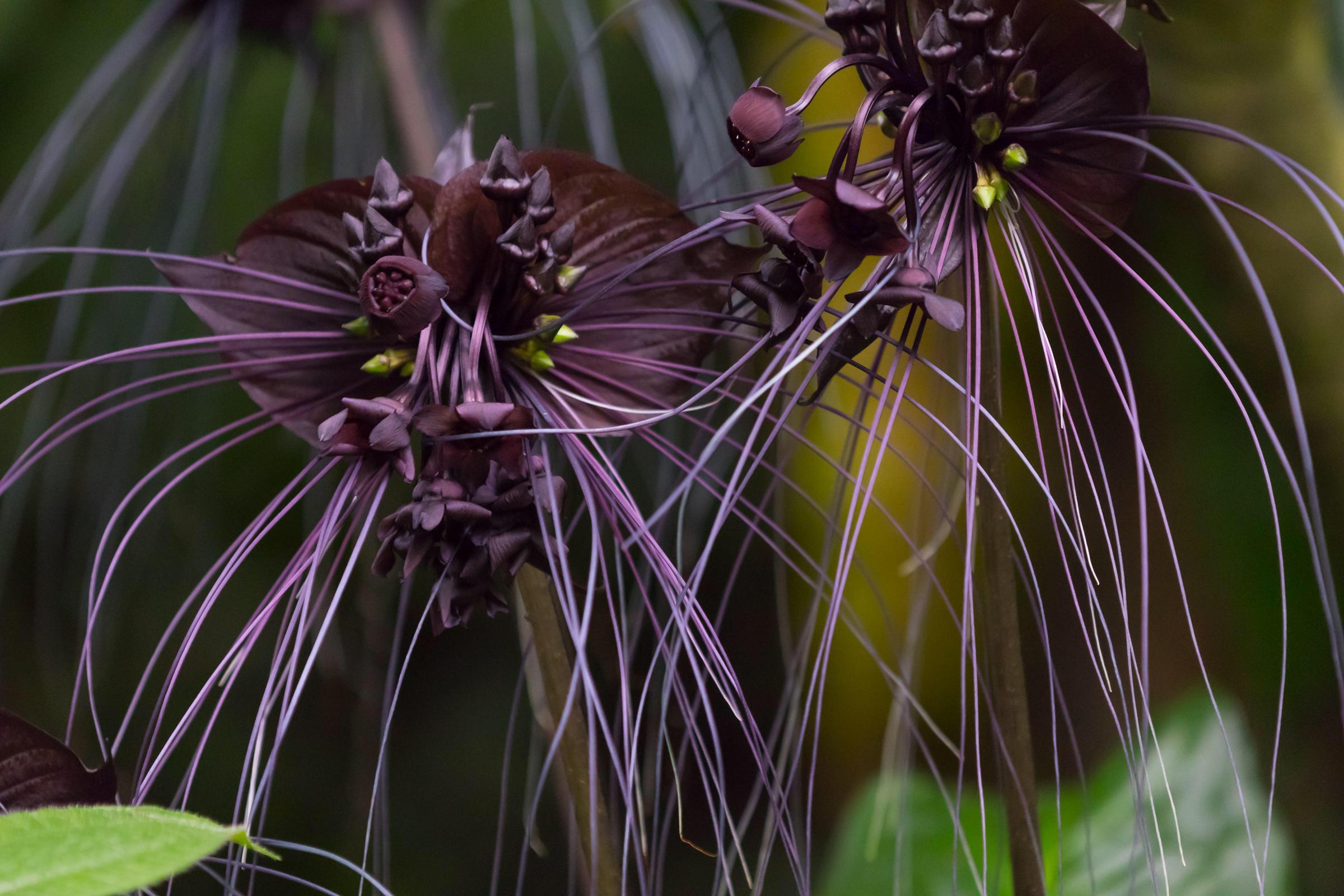 Bat Orchid Top 10 Most Beautiful Black Flowers That Bring a Powerful Mix to Your Bouquet - 5