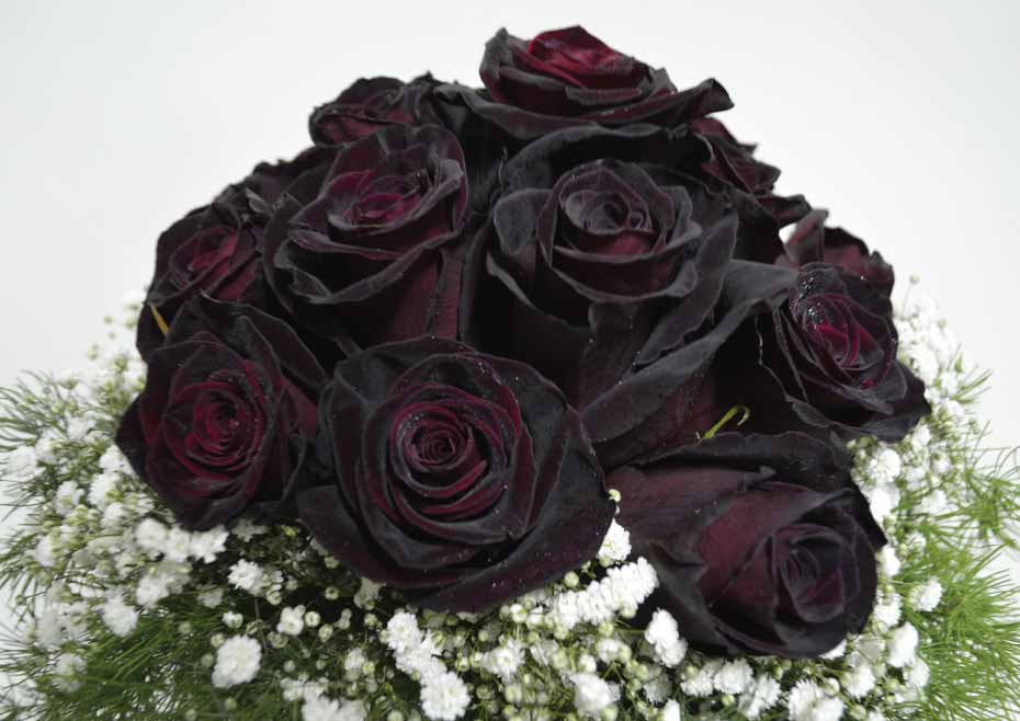 Black Baccara Rose. Top 10 Most Beautiful Black Flowers That Bring a Powerful Mix to Your Bouquet - 15