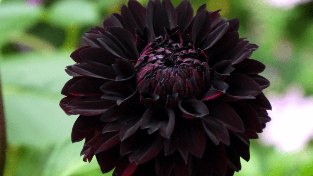 Black Dahlia Top 10 Most Beautiful Black Flowers That Bring a Powerful Mix to Your Bouquet - 7