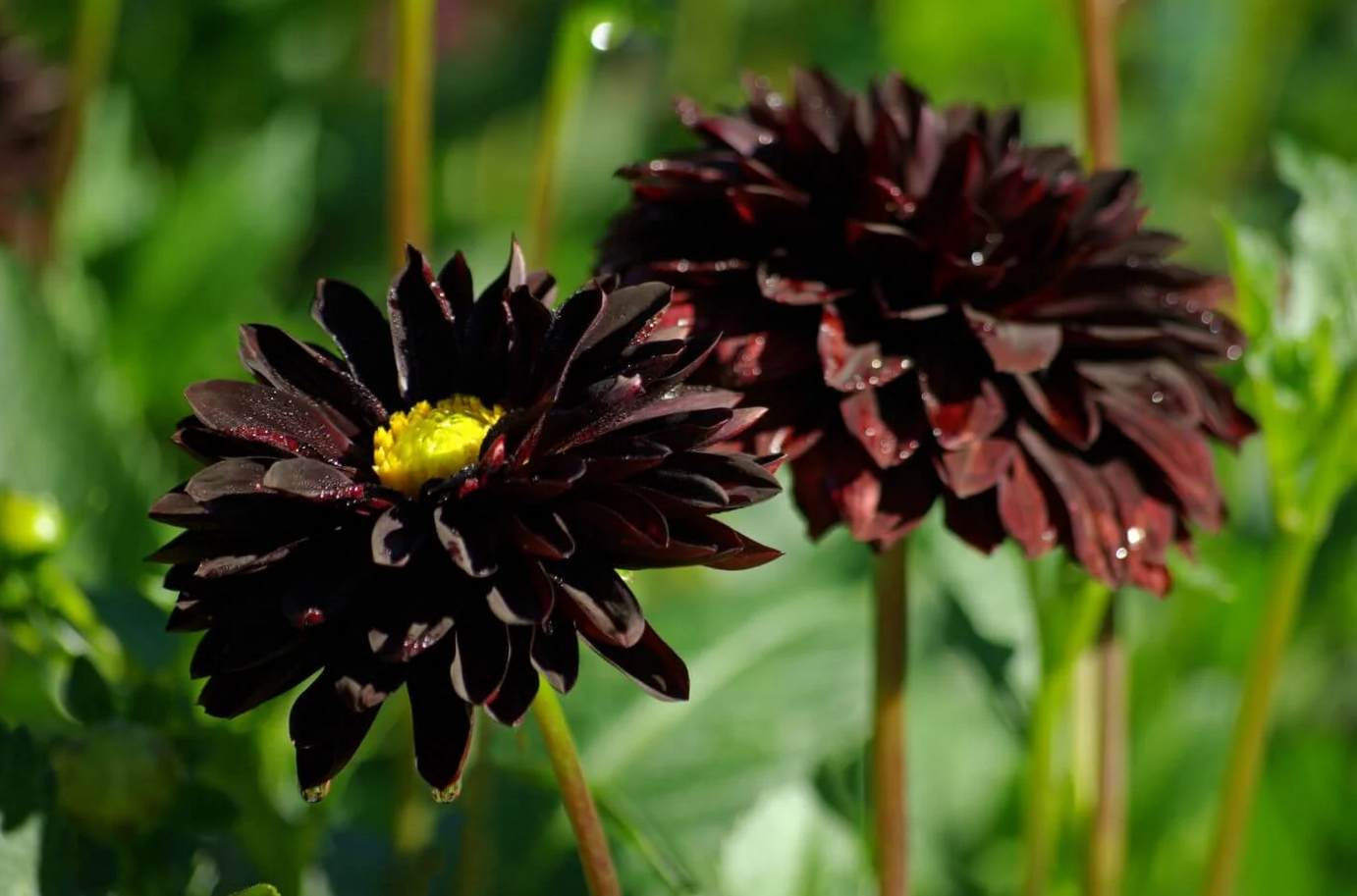 Black-Dahlia Top 10 Most Beautiful Black Flowers That Bring a Powerful Mix to Your Bouquet