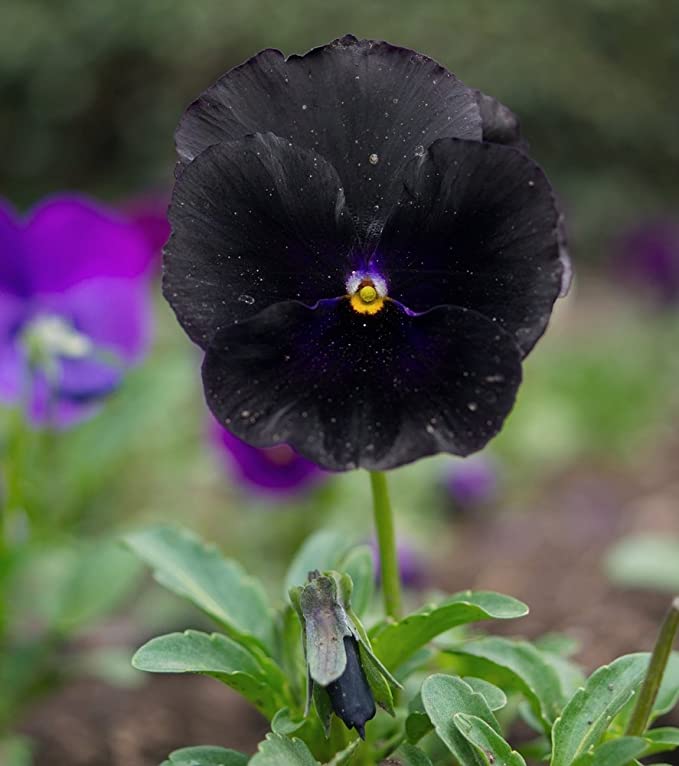 Black-Pansy. Top 10 Most Beautiful Black Flowers That Bring a Powerful Mix to Your Bouquet