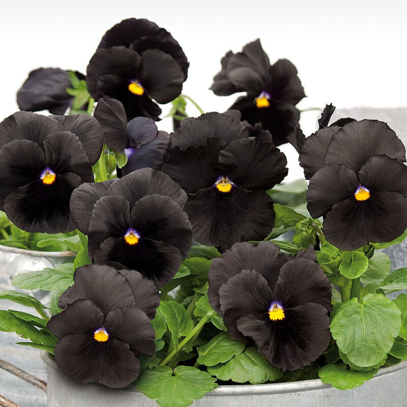 Black-Pansy Top 10 Most Beautiful Black Flowers That Bring a Powerful Mix to Your Bouquet