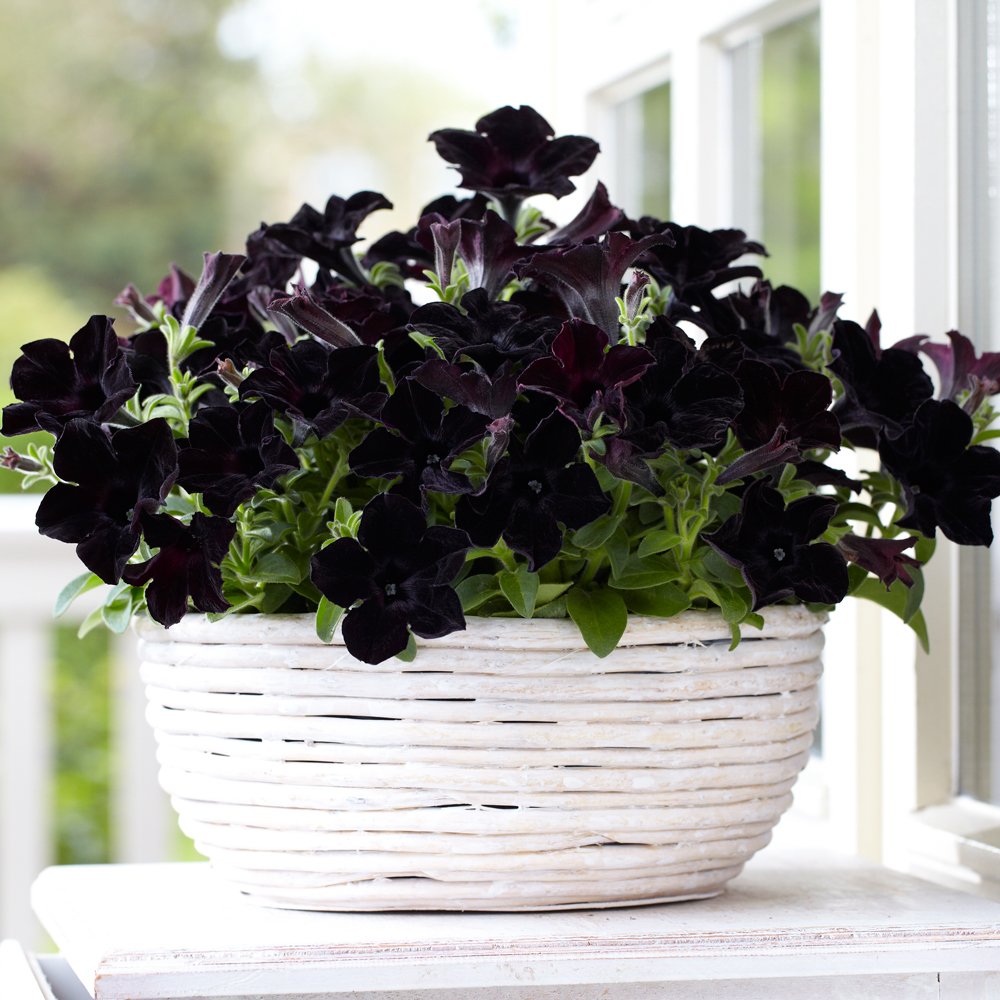 Black-Petunia. Top 10 Most Beautiful Black Flowers That Bring a Powerful Mix to Your Bouquet
