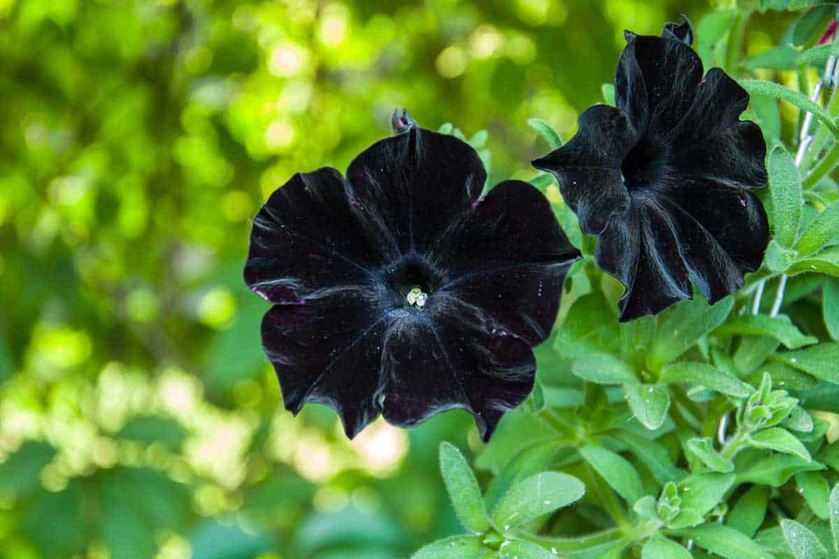 Black-Petunia Top 10 Most Beautiful Black Flowers That Bring a Powerful Mix to Your Bouquet