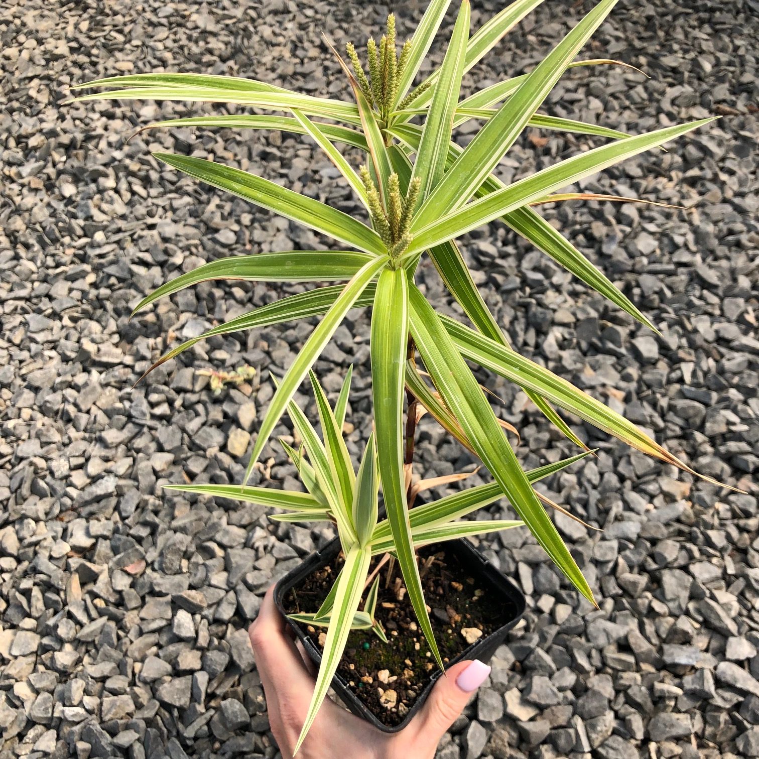 Top 10 Flowers That Look Like Fireworks 13 Carex Phyllocephala Top 10 Flowers That Look Like Fireworks - 9