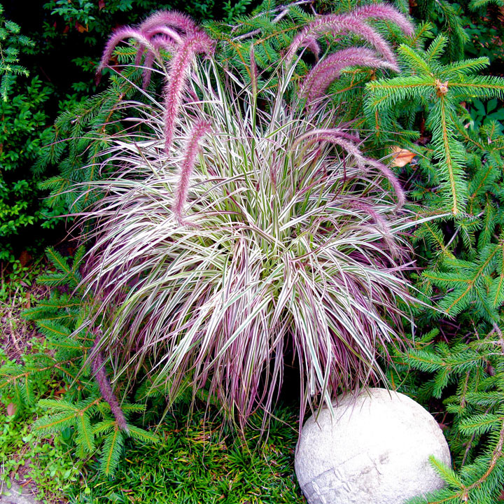 Cherry-Sparkler-Fountain-Grass Top 10 Flowers That Look Like Fireworks