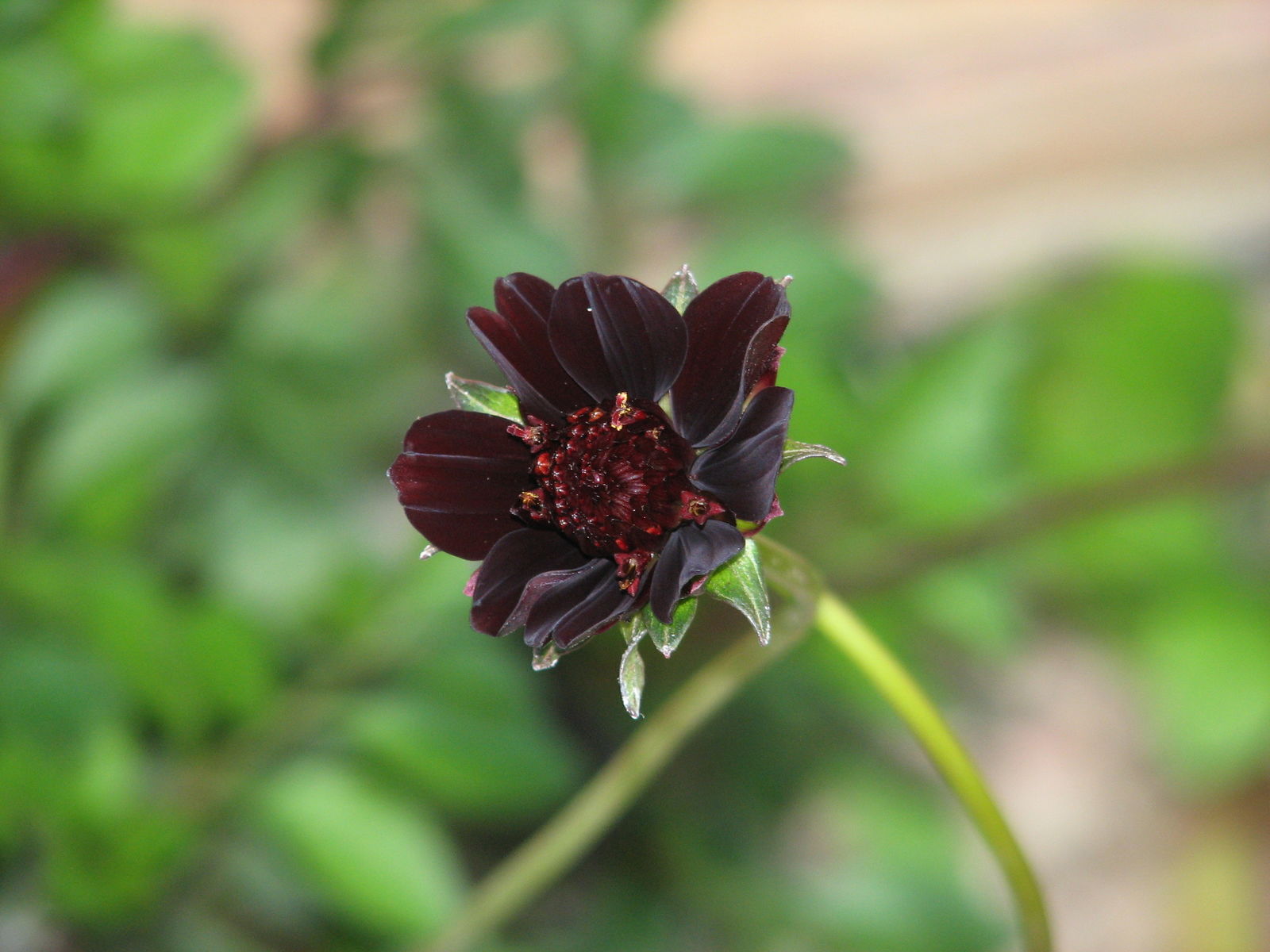 Chocolate Cosmos. Top 10 Most Beautiful Black Flowers That Bring a Powerful Mix to Your Bouquet - 10