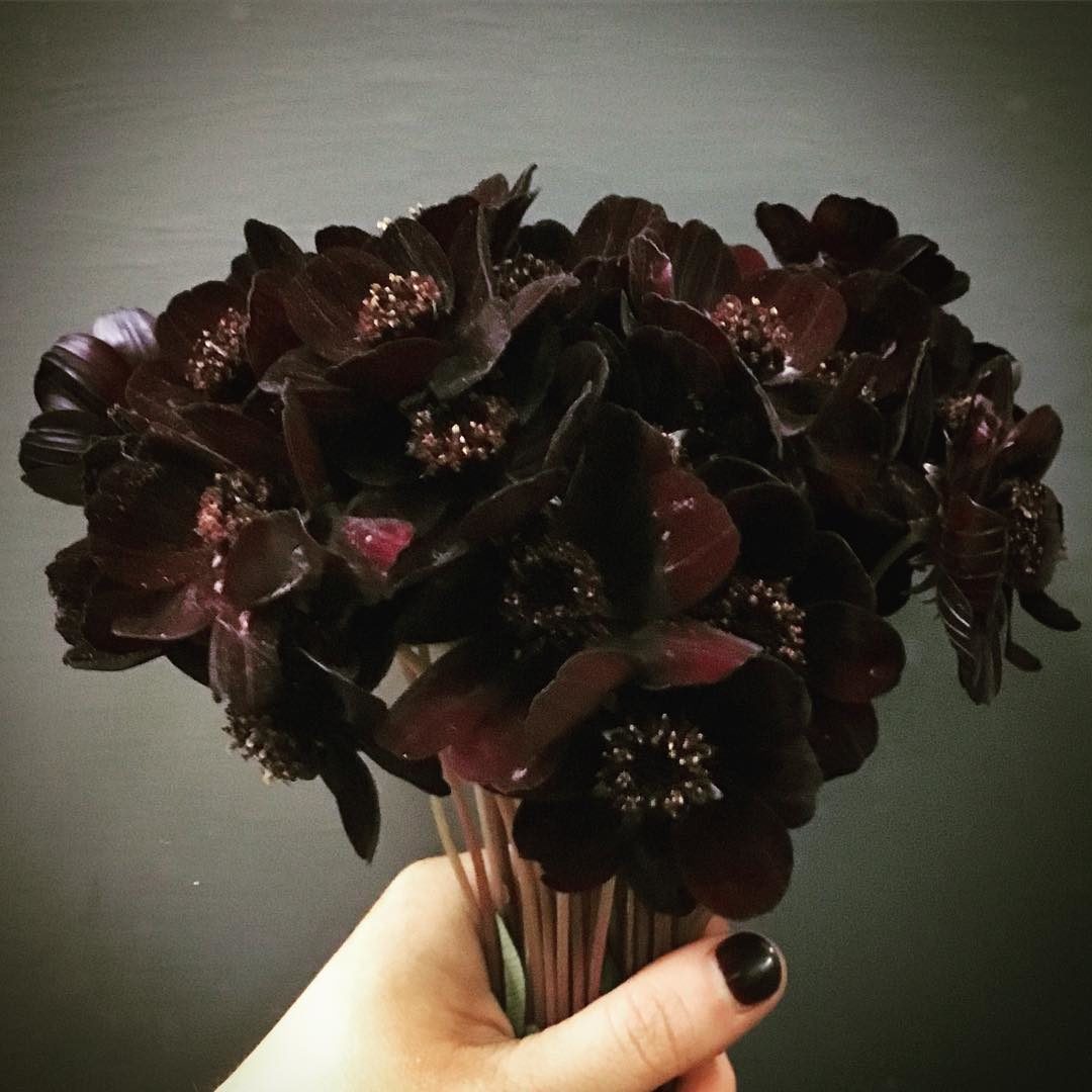 Chocolate-Cosmos Top 10 Most Beautiful Black Flowers That Bring a Powerful Mix to Your Bouquet