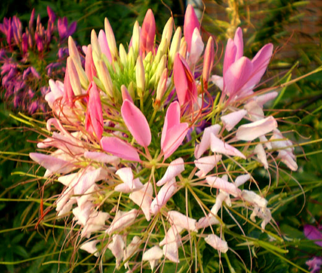 Cleome-Hassleriana. Top 10 Flowers That Look Like Fireworks