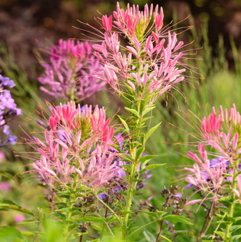 Cleome Hassleriana Top 10 Flowers That Look Like Fireworks - 13