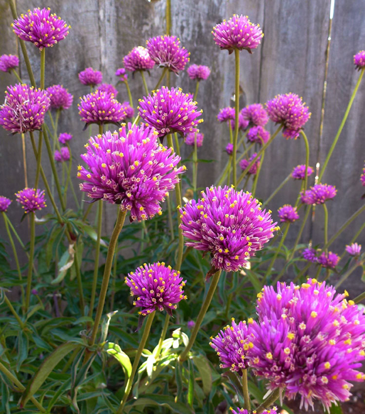Gomphrena Top 10 Flowers That Look Like Fireworks - 5