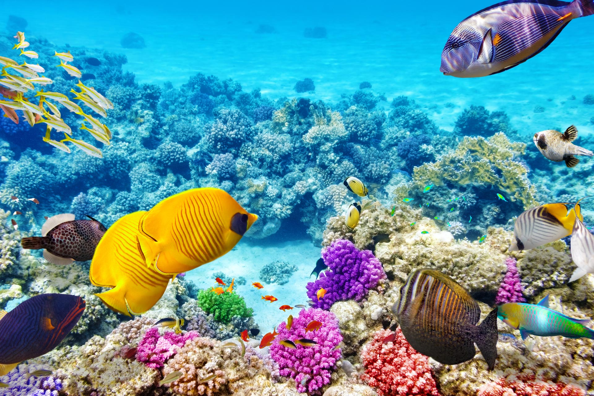 Great-Barrier-Reef-Australia. Top 10 Most Beautiful Places in the World to Visit in 2022