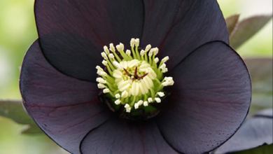 Hellebore Top 10 Most Beautiful Black Flowers That Bring a Powerful Mix to Your Bouquet - 31