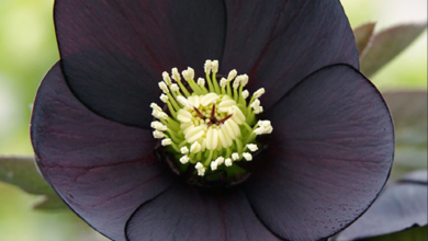 Hellebore Top 10 Most Beautiful Black Flowers That Bring a Powerful Mix to Your Bouquet - 6 420 Weed Day