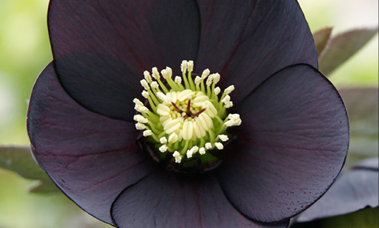 Hellebore Top 10 Most Beautiful Black Flowers That Bring a Powerful Mix to Your Bouquet - charming black flowers in 2022 1