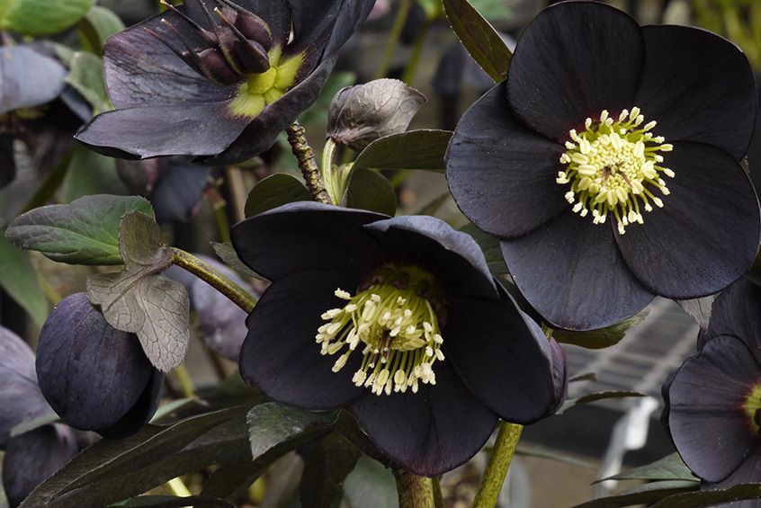 Top 10 Most Beautiful Black Flowers That Bring a Powerful Mix to Your Bouquet 6 Hellebore Top 10 Most Beautiful Black Flowers That Bring a Powerful Mix to Your Bouquet - 4
