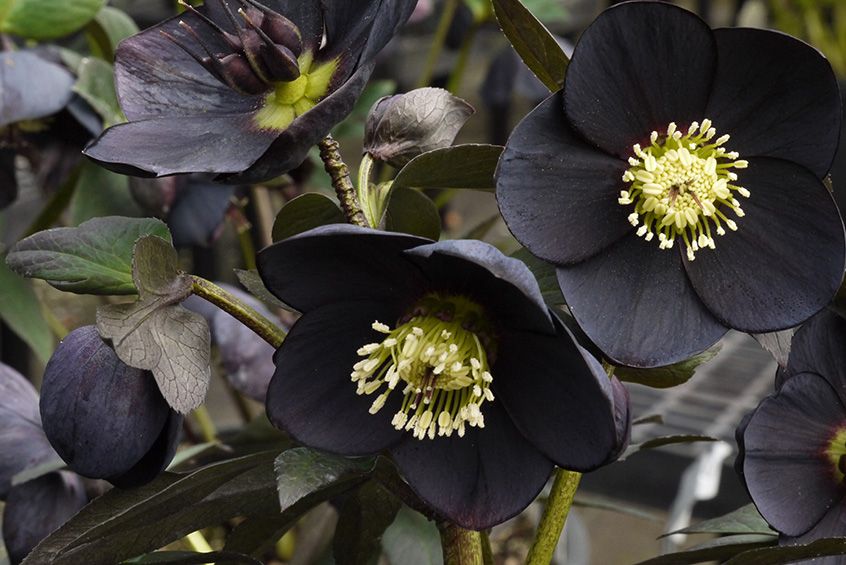Hellebore Top 10 Most Beautiful Black Flowers That Bring a Powerful Mix to Your Bouquet