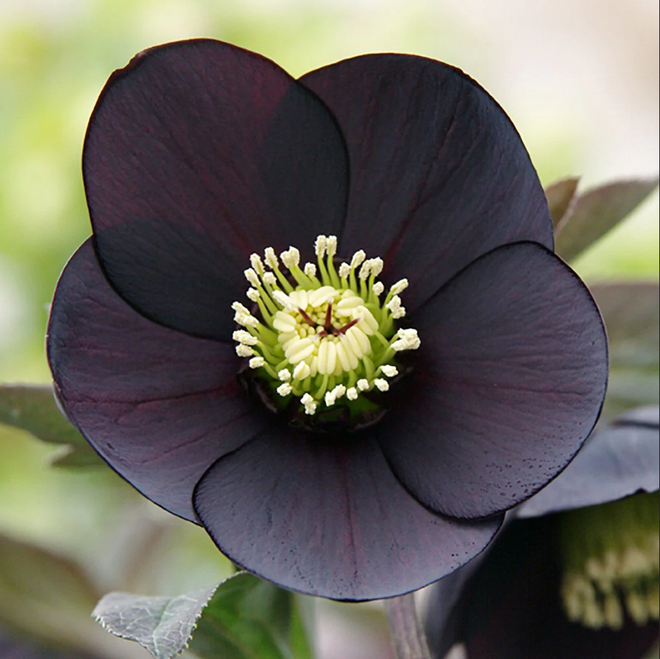Hellebore Top 10 Most Beautiful Black Flowers That Bring a Powerful Mix to Your Bouquet