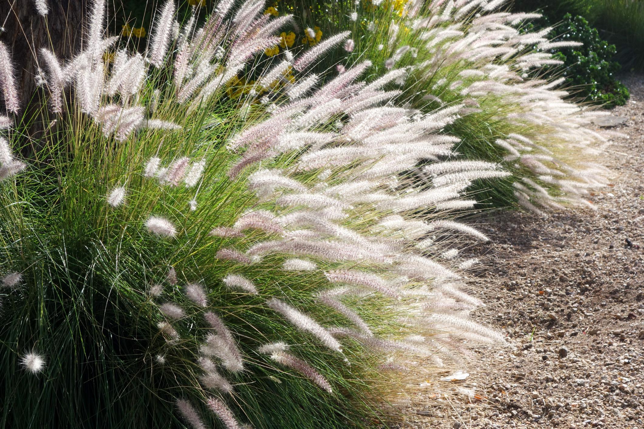 Top 10 Flowers That Look Like Fireworks 16 Pennisetum. Top 10 Flowers That Look Like Fireworks - 11