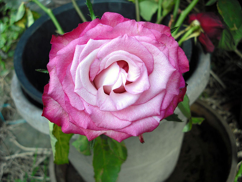 Pink Rose Top 10 Flowers That Look Like Fireworks - 6
