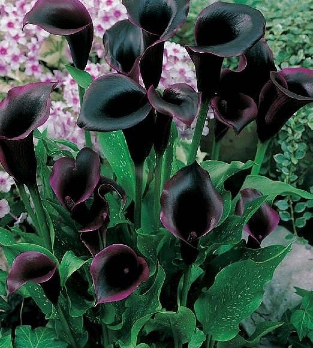 Purple Calla Lilly Top 10 Most Beautiful Black Flowers That Bring a Powerful Mix to Your Bouquet - 2