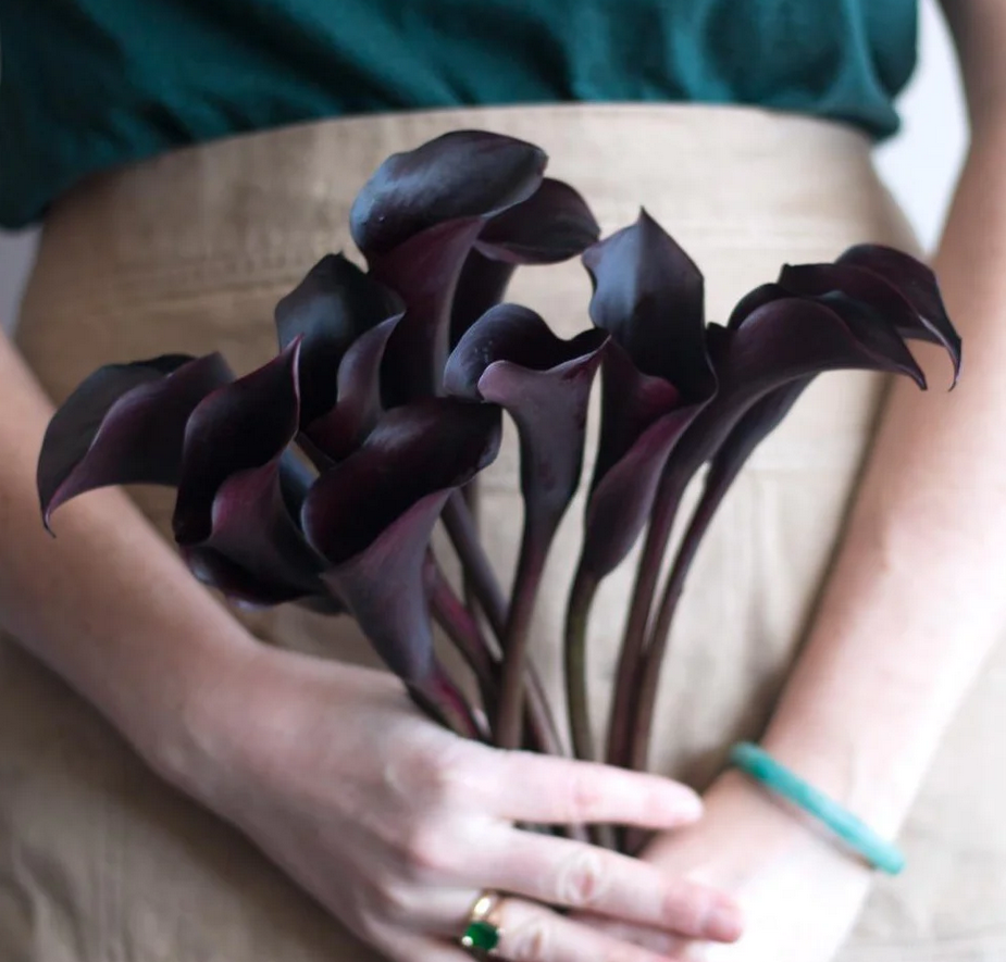 The Purple Calla Lilly has always helped to make a loud statement when it is used as part of a flower bouquet. 